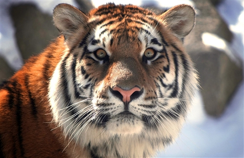 With_Killing_Eye_Closeup_Face_of_Tiger_Images.jpg